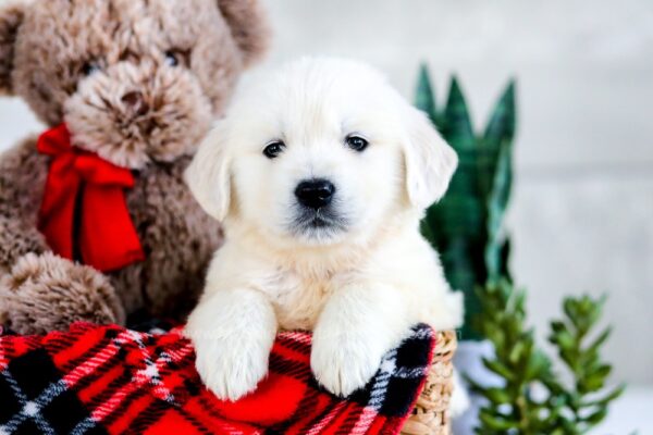 Image of Dozer, a Golden Retriever puppy