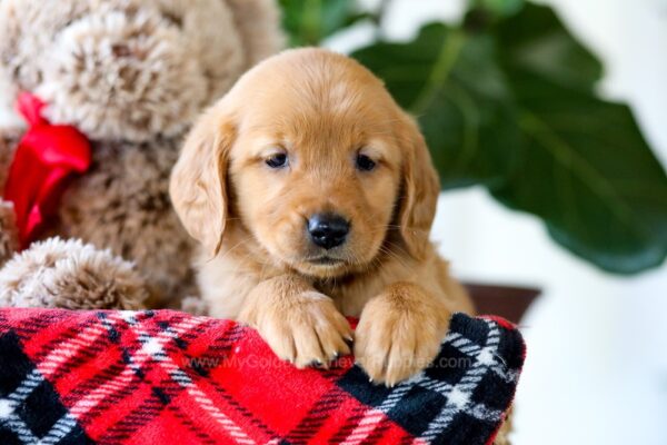 Image of Ginger, a Golden Retriever puppy
