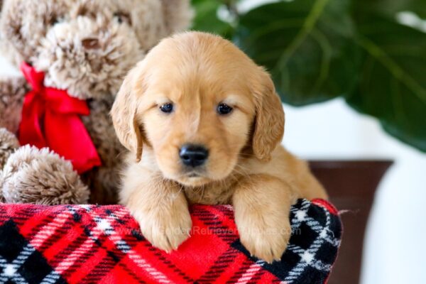Image of Gloria, a Golden Retriever puppy