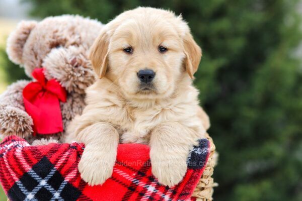 Image of Houston, a Golden Retriever puppy