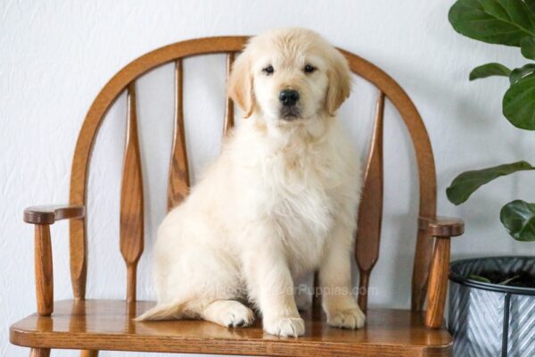 Image of Jill, a Golden Retriever puppy