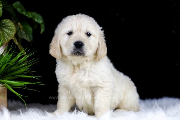 Image of Ranger, a Golden Retriever puppy
