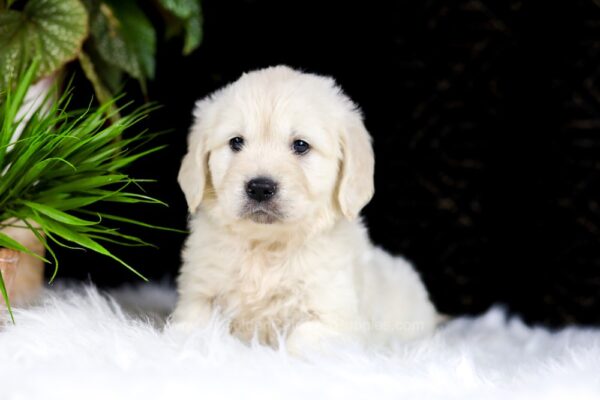 Image of Rayne, a Golden Retriever puppy