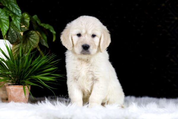 Image of Reba, a Golden Retriever puppy