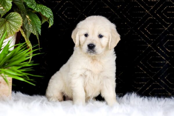 Image of Ruth, a Golden Retriever puppy