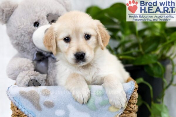 Image of Tessa, a Golden Retriever puppy