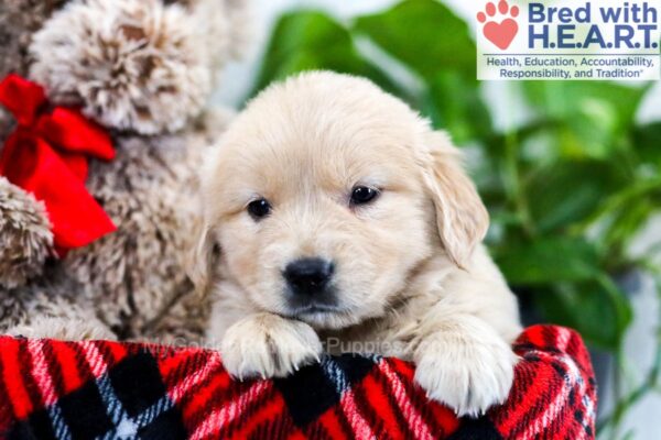 Image of Vanessa, a Golden Retriever puppy