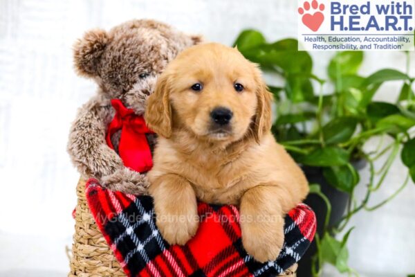 Image of Walker, a Golden Retriever puppy