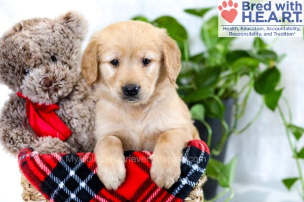 Image of Warrior, a Golden Retriever puppy