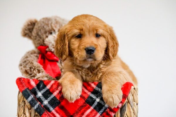 Image of Winter, a Golden Retriever puppy