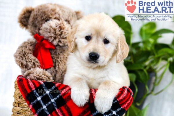 Image of Wren, a Golden Retriever puppy