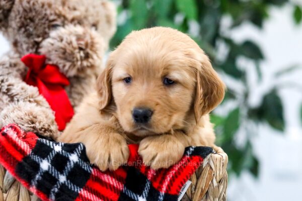 Image of York, a Golden Retriever puppy