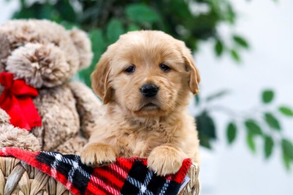 Image of Yvonne, a Golden Retriever puppy