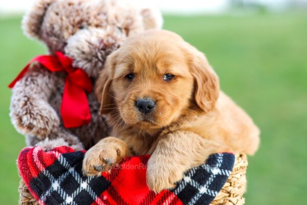 Image of Arni, a Golden Retriever puppy
