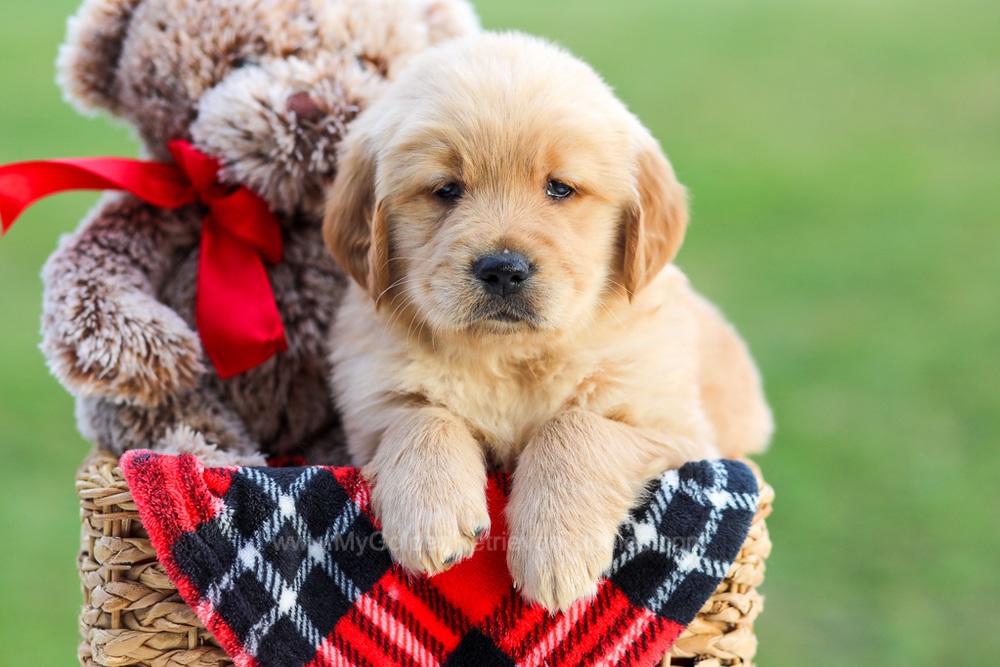 Atlas trained My Golden Retriever Puppies atlas-trained-my-golden-retriever-puppies