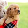Image of Axel, a Golden Retriever puppy