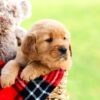 Image of Axel, a Golden Retriever puppy