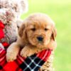 Image of Axel, a Golden Retriever puppy