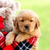 Image of Axel, a Golden Retriever puppy