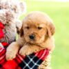 Image of Axel, a Golden Retriever puppy