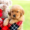 Image of Axel, a Golden Retriever puppy