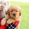 Image of Axel, a Golden Retriever puppy