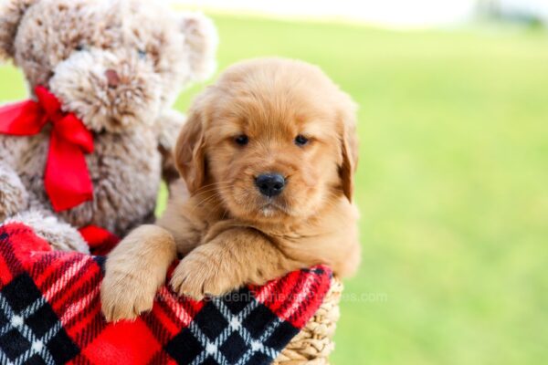 Image of Axel, a Golden Retriever puppy
