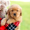 Image of Axel, a Golden Retriever puppy