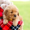 Image of Axel, a Golden Retriever puppy