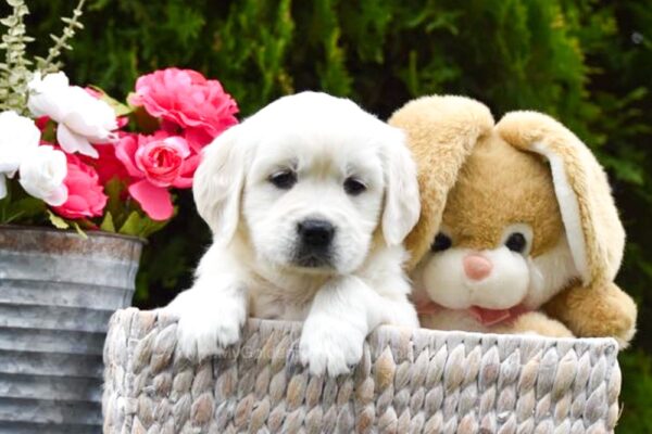 Image of Breezy, a Golden Retriever puppy