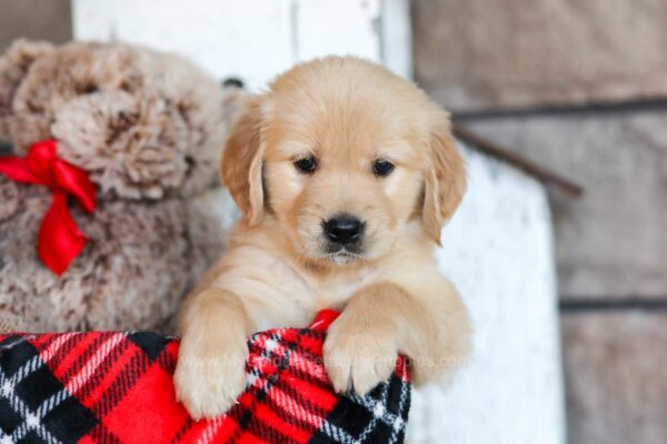 Image of Brynn, a Golden Retriever puppy