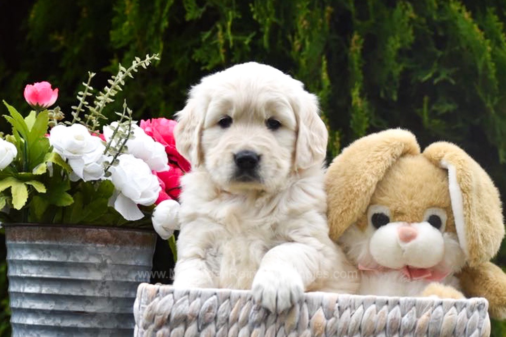 Bubba Image of Bubba, a Golden Retriever puppy