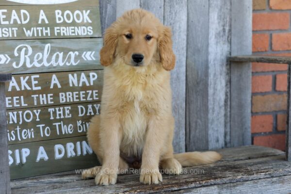 Image of Bubbles, a Golden Retriever puppy