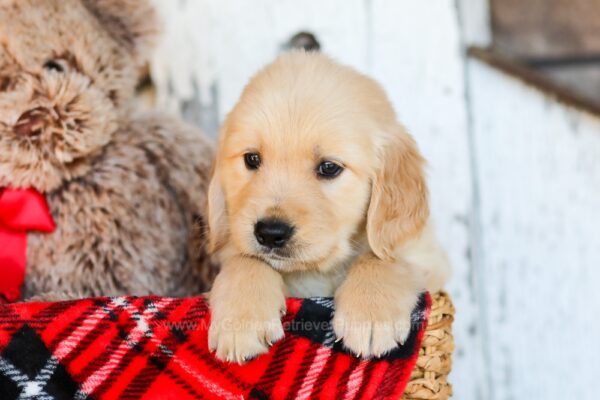 Image of Buddy, a Golden Retriever puppy