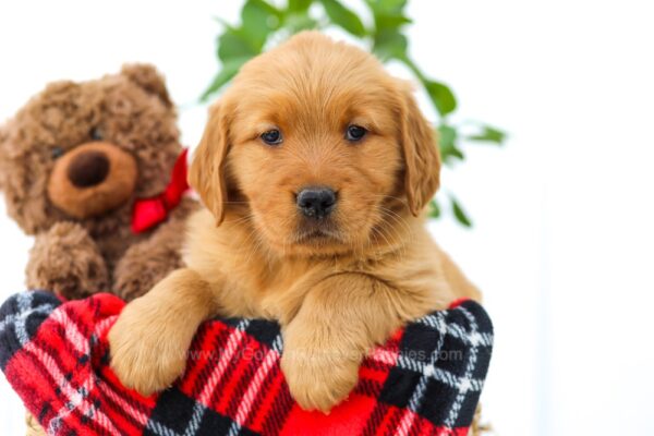 Image of Butter, a Golden Retriever puppy