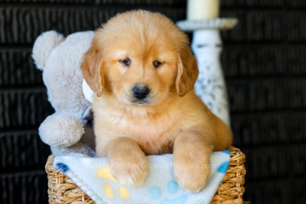 Image of Cassie, a Golden Retriever puppy