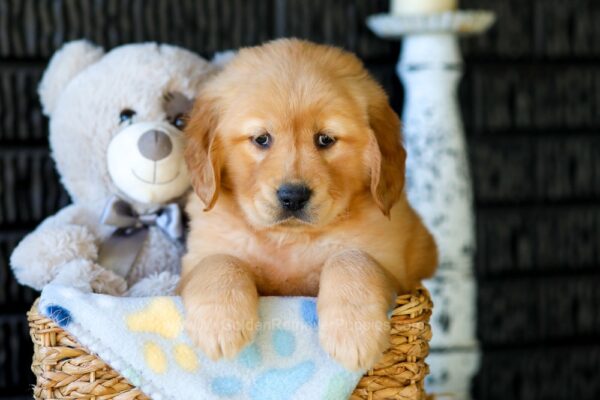 Image of Cocoa, a Golden Retriever puppy