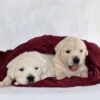 Image of 2nd Girl, a Golden Retriever puppy