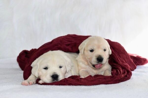 Image of 1st pick Girl, a Golden Retriever puppy