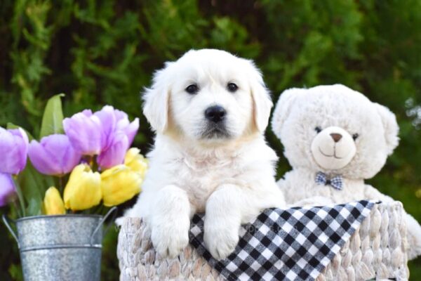 Image of Dakota, a Golden Retriever puppy