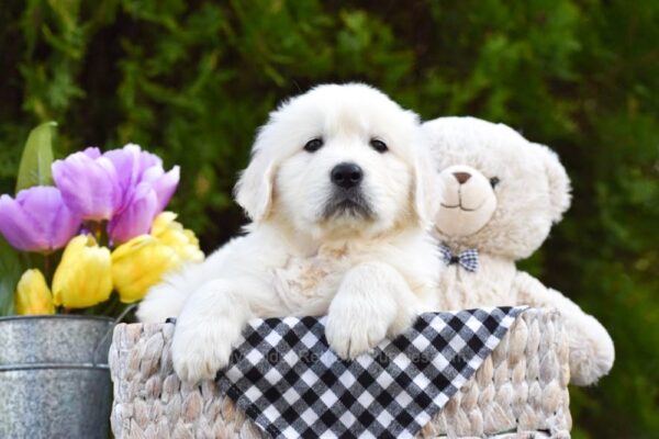 Image of Dallas, a Golden Retriever puppy