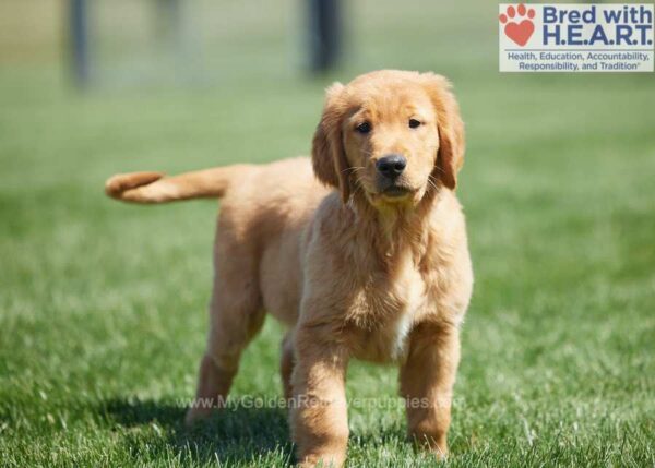 Image of Daxton, a Golden Retriever puppy