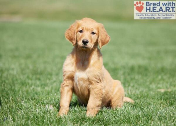 Image of Destiny, a Golden Retriever puppy