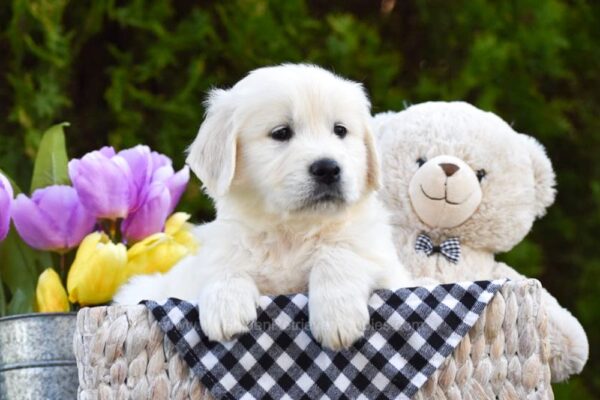 Image of Dot, a Golden Retriever puppy