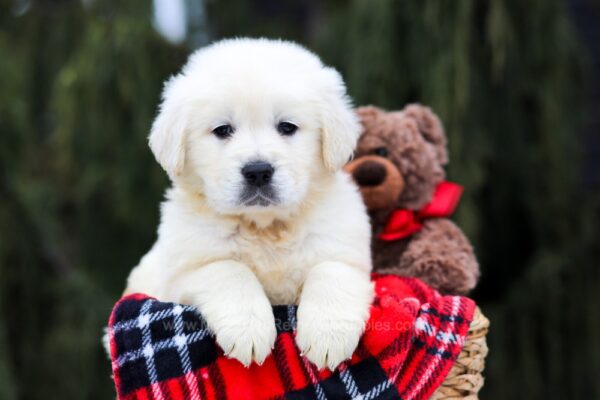 Image of Emmett, a Golden Retriever puppy