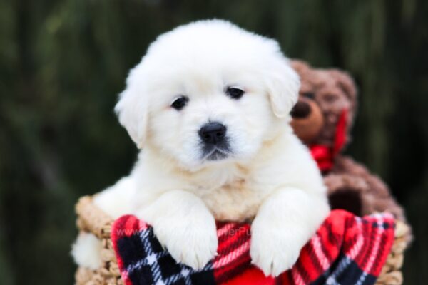 Image of Esme, a Golden Retriever puppy