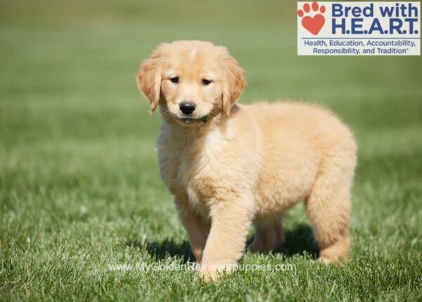 Image of Fern, a Golden Retriever puppy