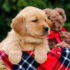 Image of Forest, a Golden Retriever puppy