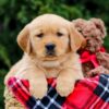 Image of Forest, a Golden Retriever puppy