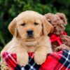 Image of Forest, a Golden Retriever puppy